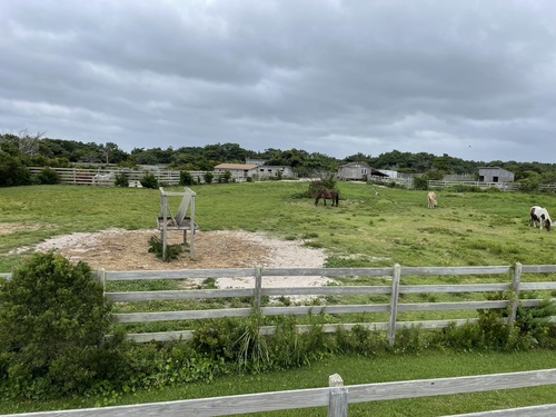 Horse pasture on Ocracoke Island.