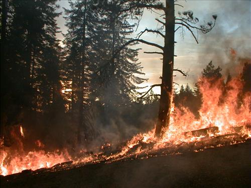 Giant wildfire used for resource benefit, Sequoia and Kings Canyon National Parks, summer 2003