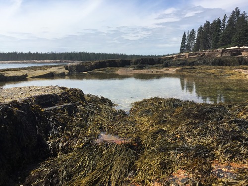 Coastline with water and rock kelp