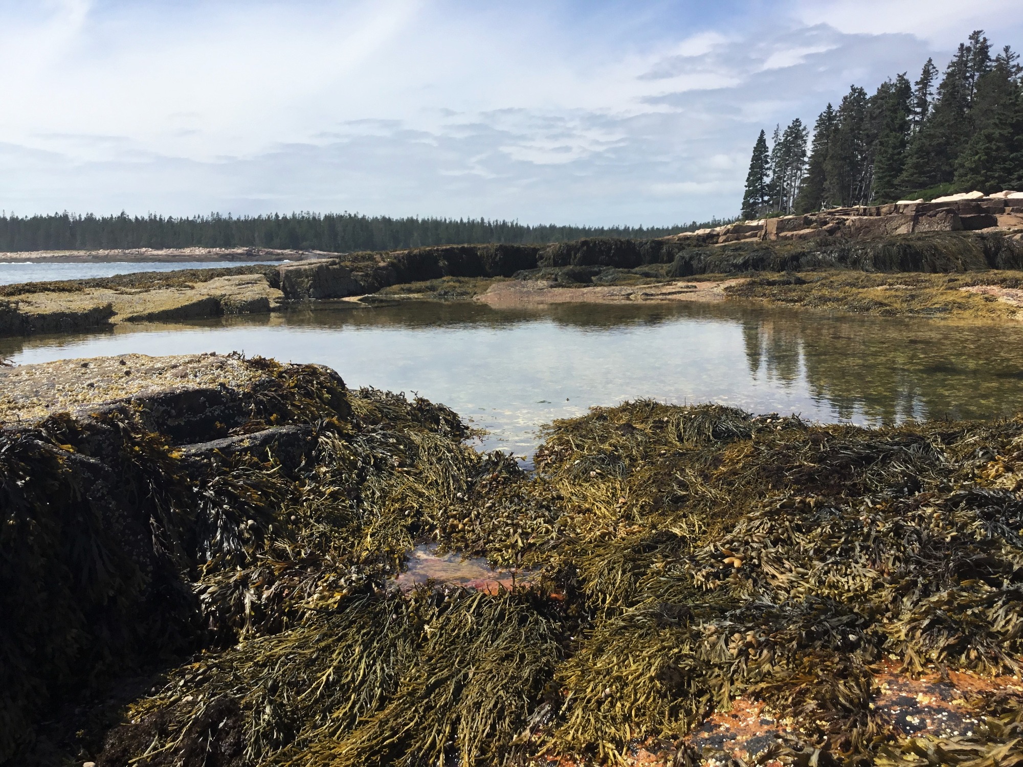 Coastline with water and rock kelp