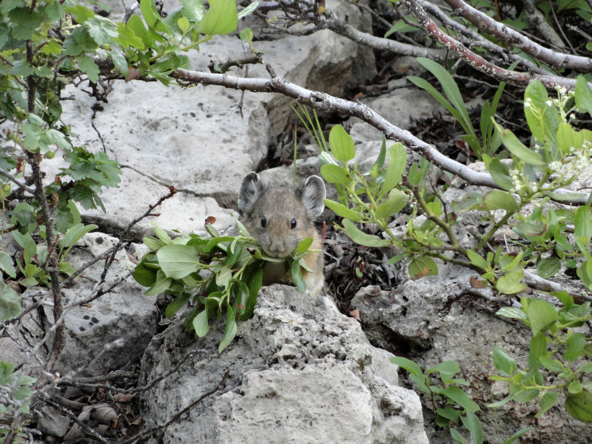 Pika sits on a rock with a mouthful of green vegetation in its mouth.