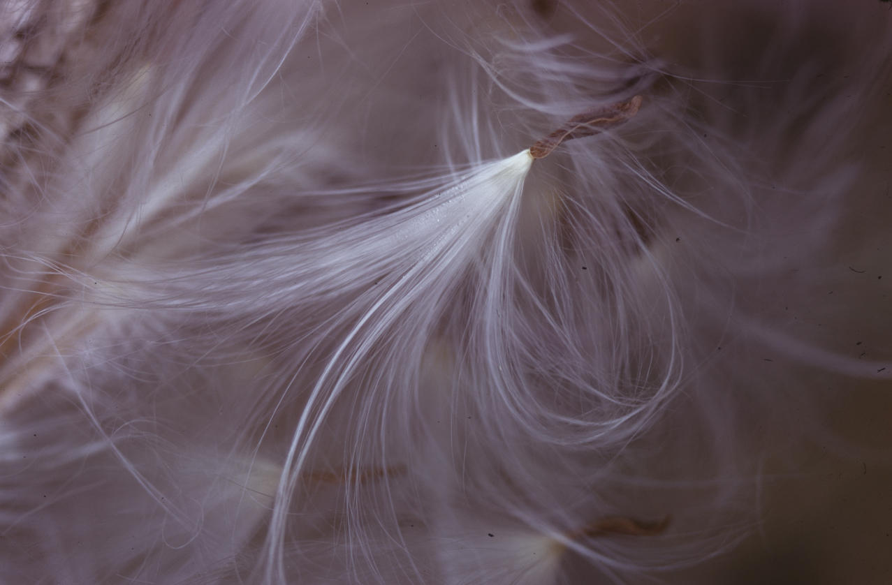 Milkweed seed