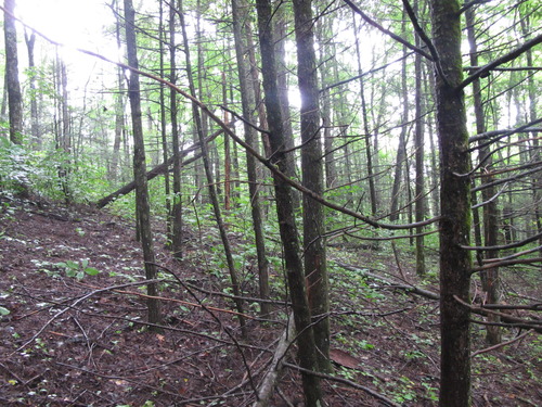 GRSM Accuracy Assessment. Plot Code: GRSM_AA_0538_2