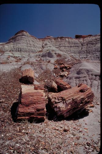 Petrified Wood at Petrified Forest National Park, Arizona