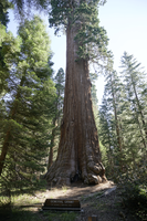 A tall reddish brown sequoia tree stands behind a wooden sign labeled 