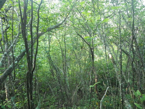 GRSM Accuracy Assessment. Plot Code: GRSM_AA_0314_4