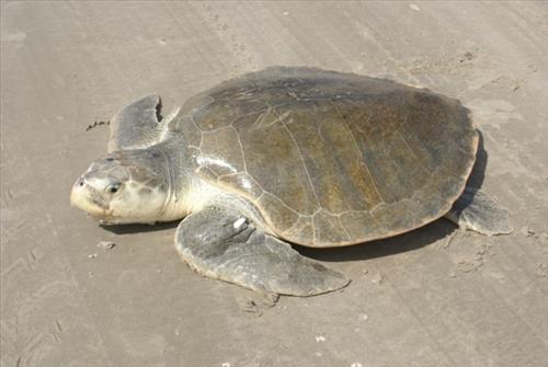 2009 Kemp's ridley sea turtle project at Padre Island National Seashore