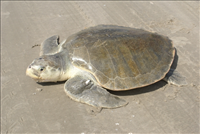 2009 Kemp's ridley sea turtle project at Padre Island National Seashore. In 2009, 117 Kemp's ridley sea turtle nests were found at Padre Island National seashore. This marks the sixth consecutive year that record numbers of Kemp's ridley nests have been recorded in the park since record keeping began in 1980.