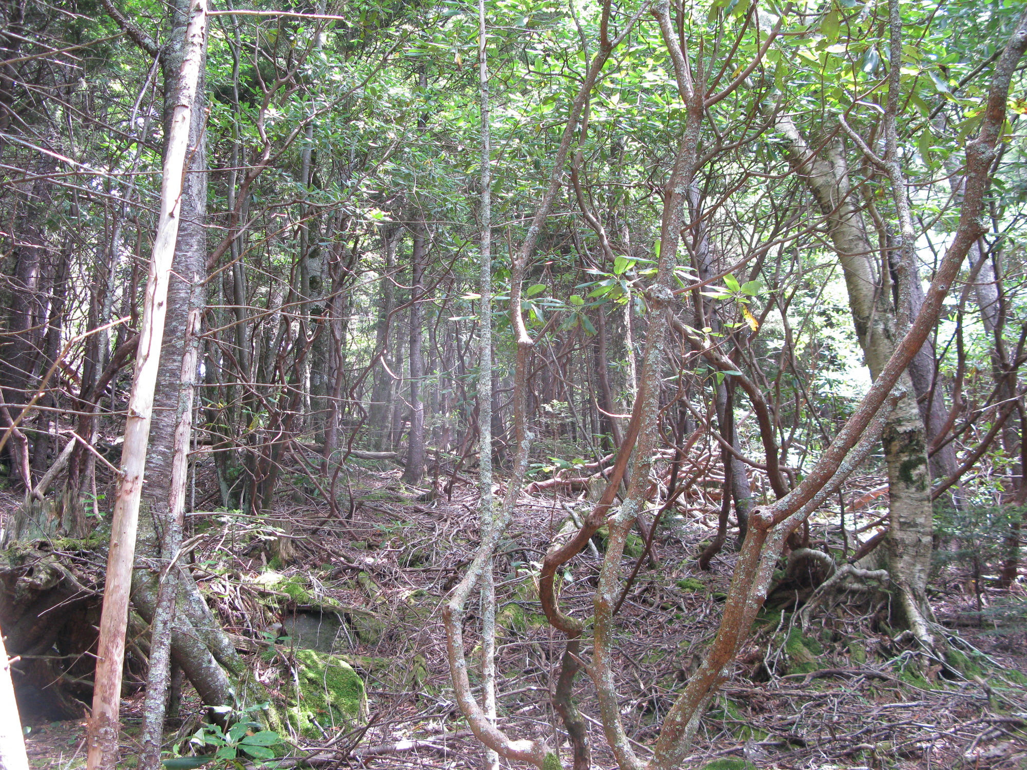 GRSM Accuracy Assessment. Plot Code: GRSM_AA_0805_3