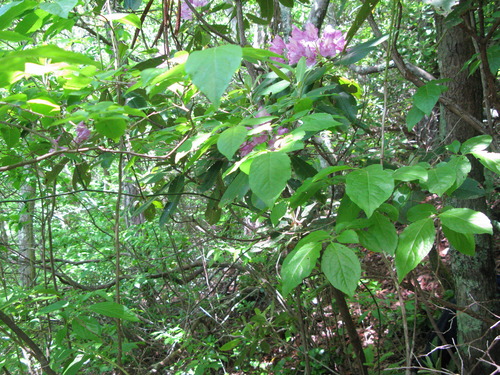 GRSM Accuracy Assessment. Plot Code: GRSM_AA_0420