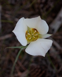 Three petaled white flower with yellow center.