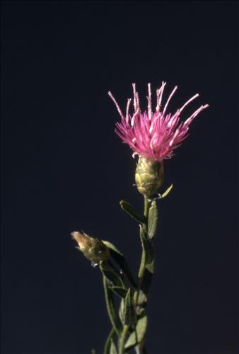 Badlands Flowers: Red, Pink, Blue