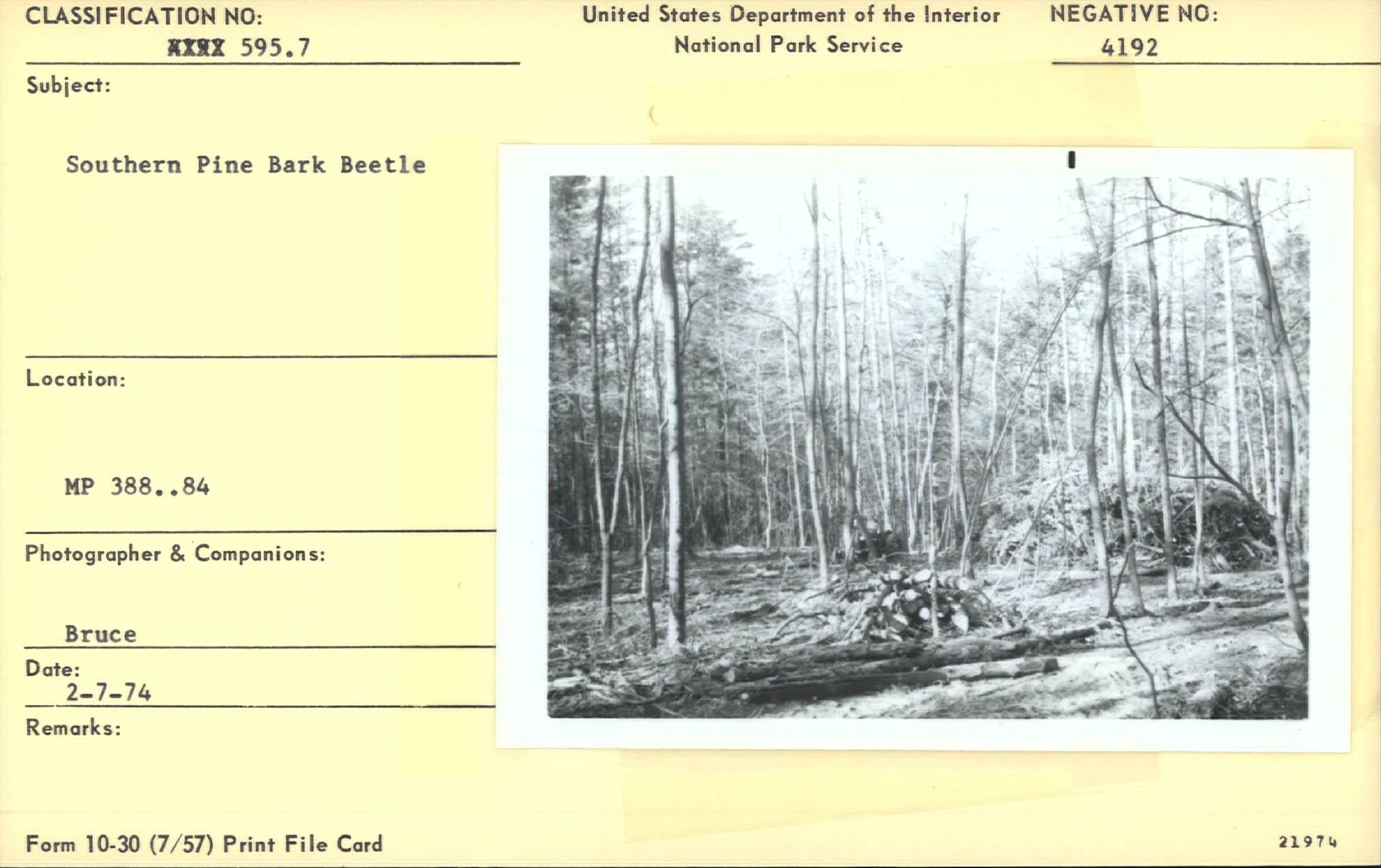 Tree damage from Southern pine beetle