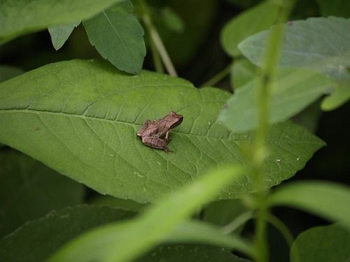 Small brown frog sits on large vine-like leaf surrounded by green leafy vegetation.