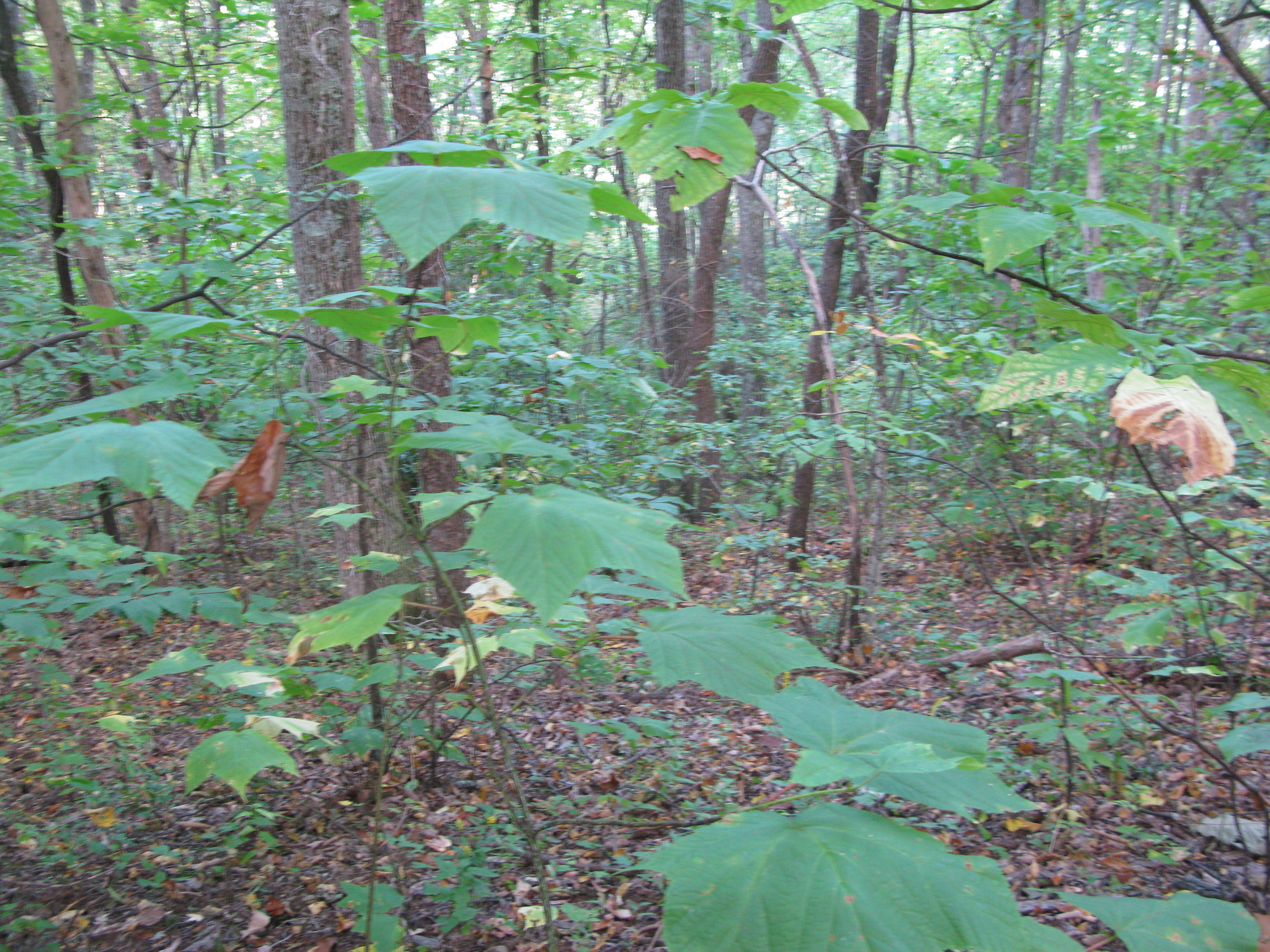 GRSM Accuracy Assessment. Plot Code: GRSM_AA_0175_5