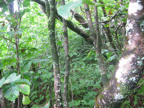 GRSM Accuracy Assessment. Plot Code: GRSM_AA_0548_5