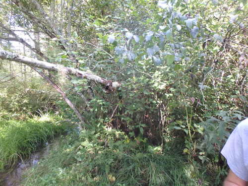 GRSM Accuracy Assessment. Plot Code: GRSM_AA_0046_5