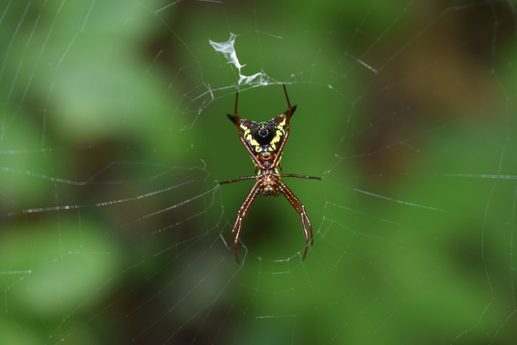 Spider on its web