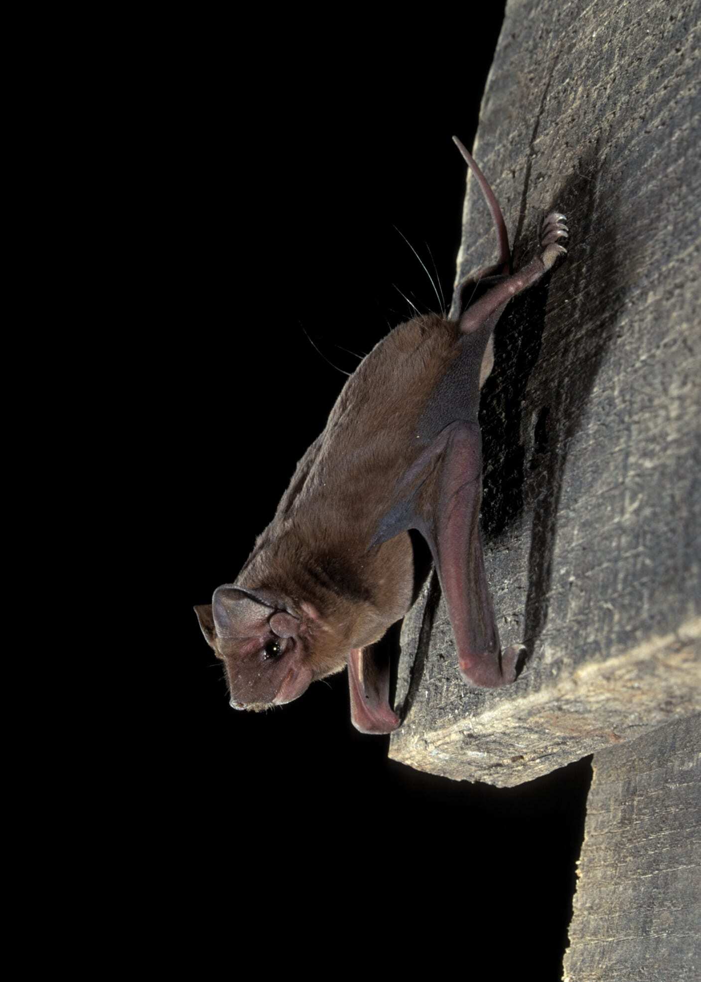 A Pallas's Mastiff bat hangs upside down from a wooden board.