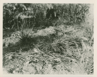 hfca_1607_iva_013_10_009_8608a_a. Clump of Foxtail horned by antelope [pronghorn].. Locality: Horseshoe, Yellowstone National Park. Negative #: 8608. [The more specific date comes from the reverse of the envelope for this negative number]