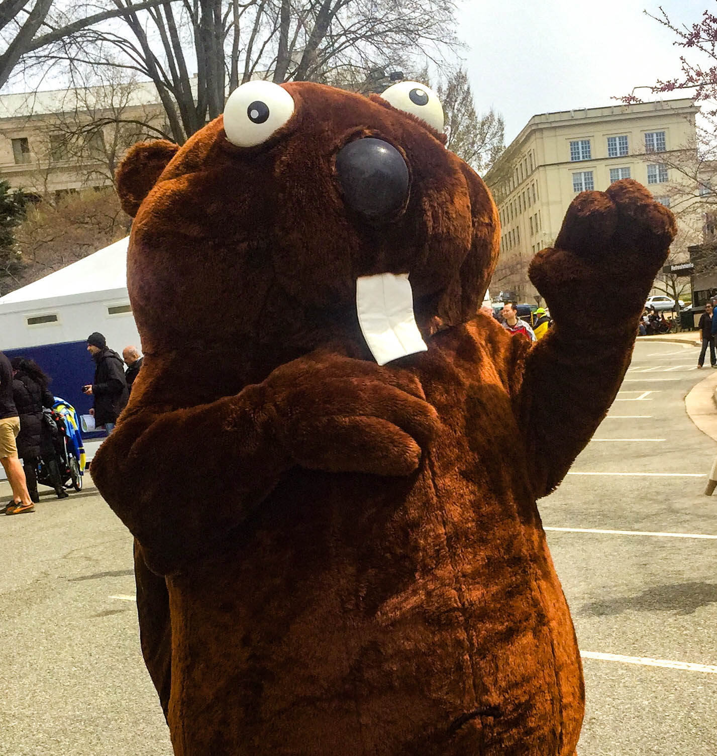 Mascot beaver