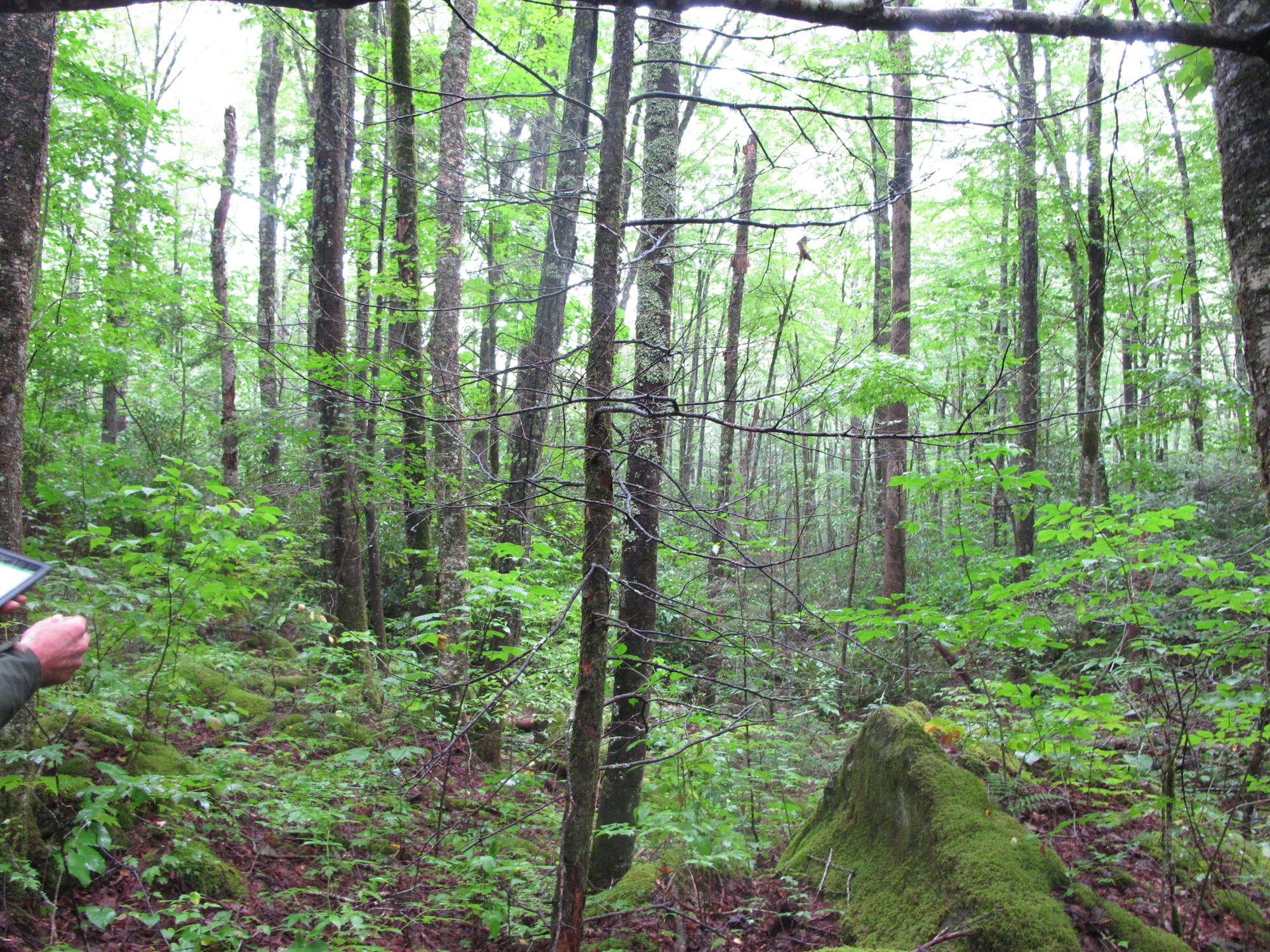 GRSM Accuracy Assessment. Plot Code: GRSM_AA_0195_6