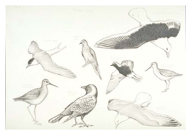 Spring and Summer birds of Cape Cod: Common tern, Mourning dove, Great Black-backed gull, Greater yellowlegs, Common crow, Black-billed plover, Short-billed dowitcher, and Herring gull.