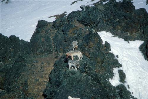 1 Dalls Sheep in Alaska