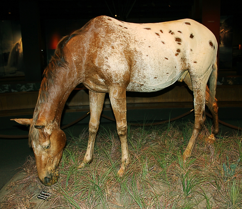 Appaloosa in the Museum of Westward Expansion