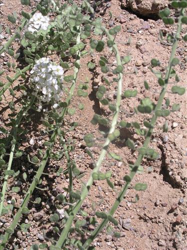 Dimorphocarpa wislizeni. Big Bend National Park, Panther Junction Housing Area. March 2005