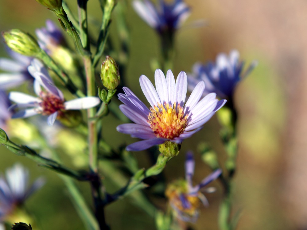 Purple Aster, Machaeranthera canescens