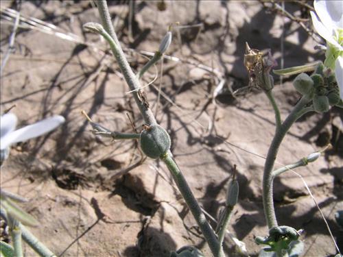 Synthlipsis greggii. Big Bend National Park, Dog Flat. January 2005