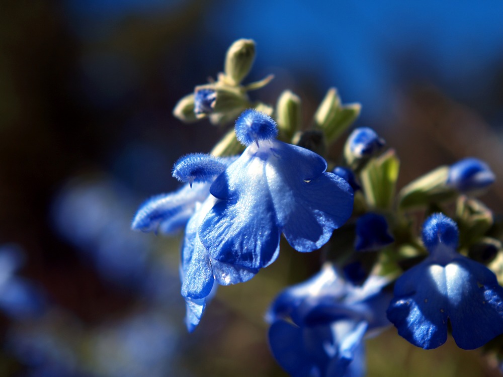 Blue Sage, Salvia azurea