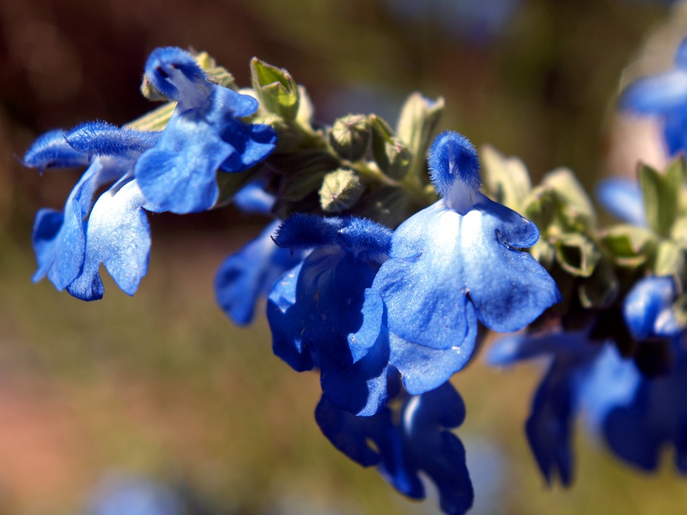 Blue Sage, Salvia azurea