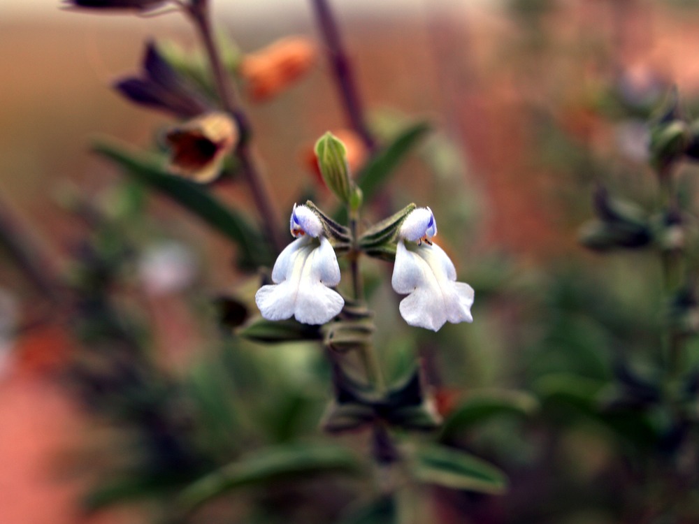 Marsh Skullcap, Scutellaria galericulata