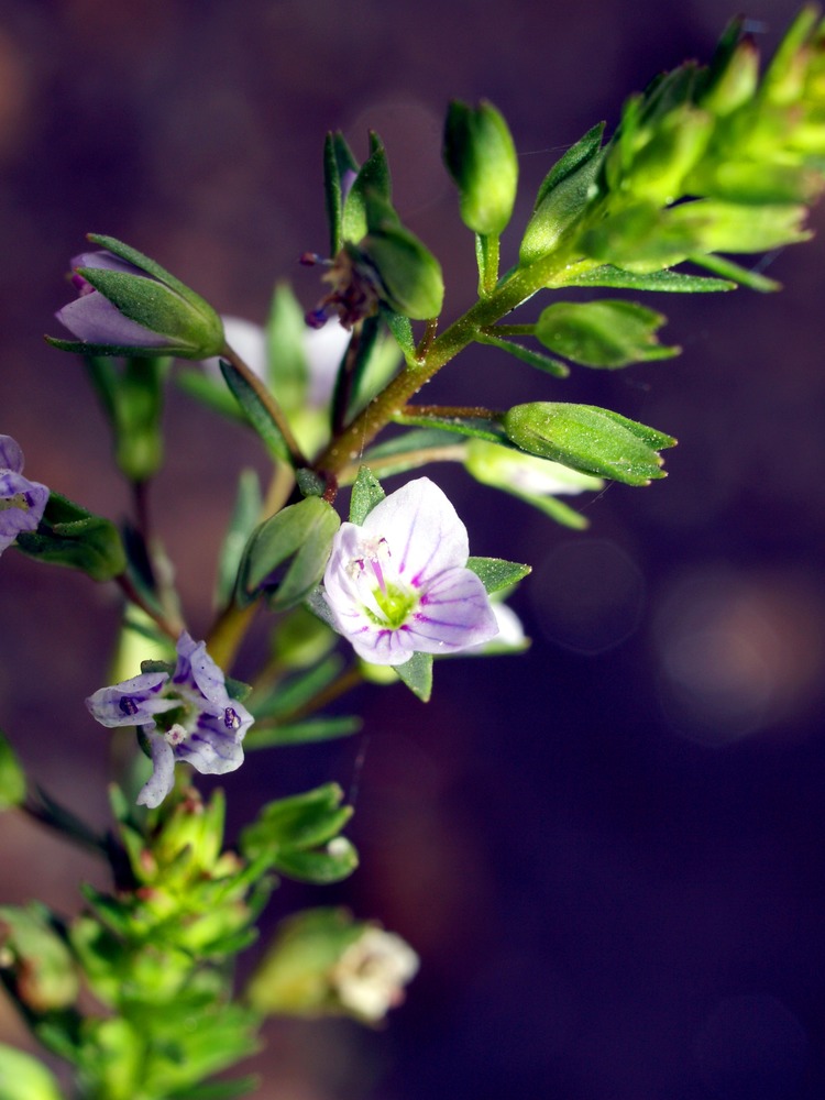 Water Speedwell, Brooklime, Veronica anagallis-aquatica