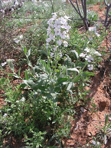 Dimorphocarpa wislizeni. Big Bend National Park, Hwy 1776. March 2004