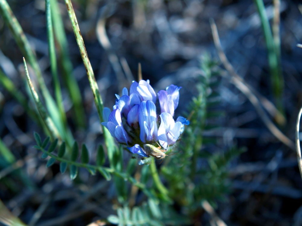 Field Milkvetch, Astragalus agrestis, A. dasyglottis