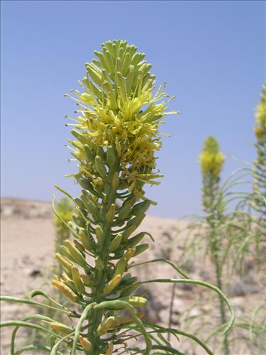Stanleya pinnata. Big Bend National Park, Agua Fria Road. May 2005