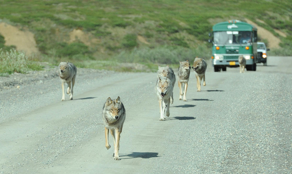 five wolves walking almost directly single-file down a dirt road, in front of a green bus