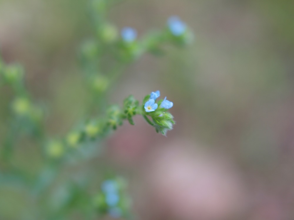 Manyflower Stickseed, Hackelia floribunda, Lappula floribunda