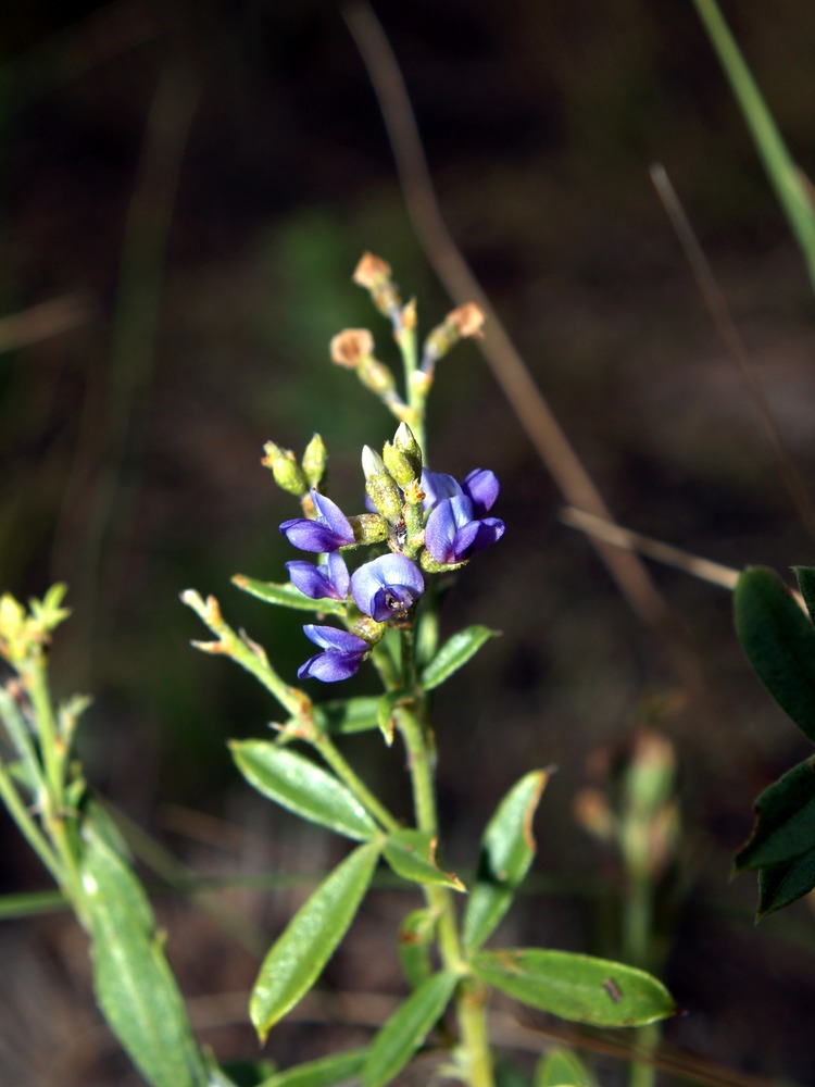 American Vetch, Vicia americana
