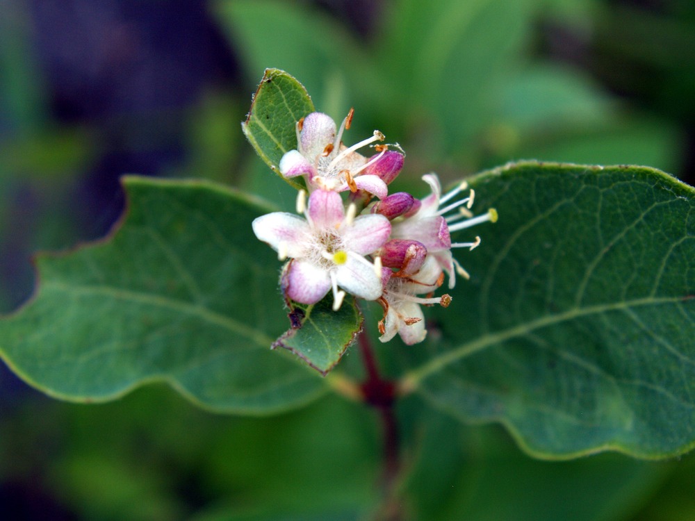 Spreading Dogbane, Apocynum androsaemifolium