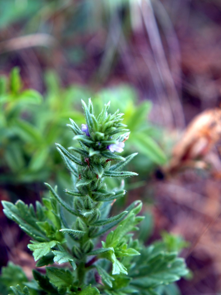 Prostrate Vervain, Verbena braeteata