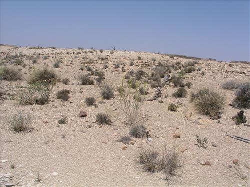 Stanleya pinnata. Big Bend National Park, Agua Fria Road. May 2005