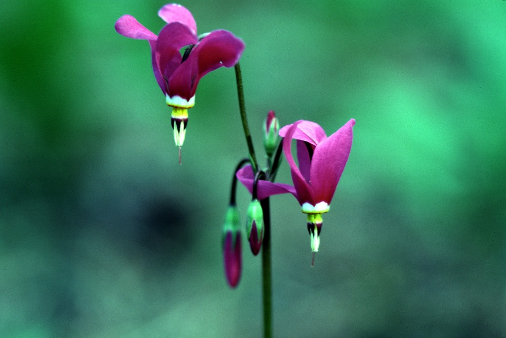 Southern Shootingstar, Darkthroat Shootingstar, Podecatheon pulchellum, D. pauciflorum - Original Slide SF-1320