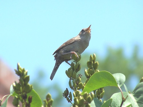 House Wren in the Lincoln neighborhood