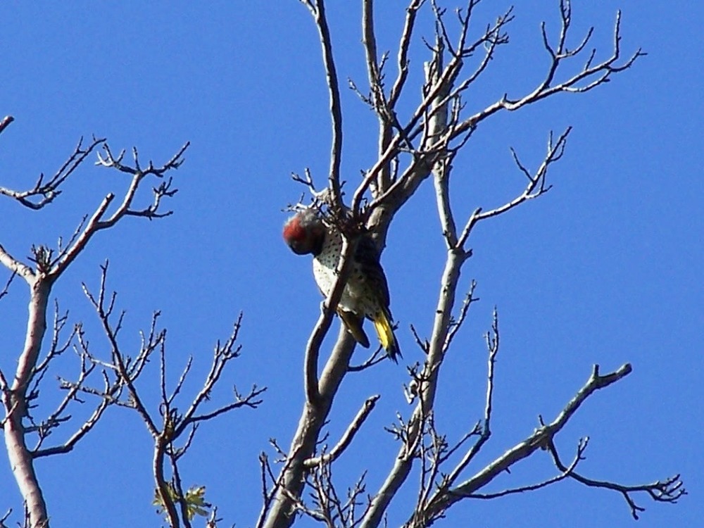 Northern Flicker in the neighborhood