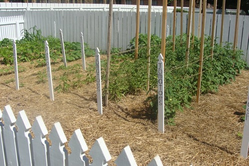 Heirloom garden growing behind the historic Dean House