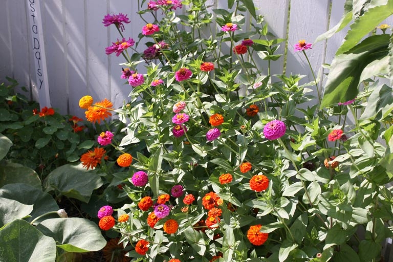 Bright flowers blooming in the Heirloom Garden.